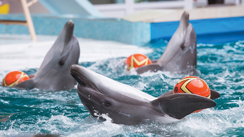 Отпуск в Крыму: дельфинарий в Евпатории